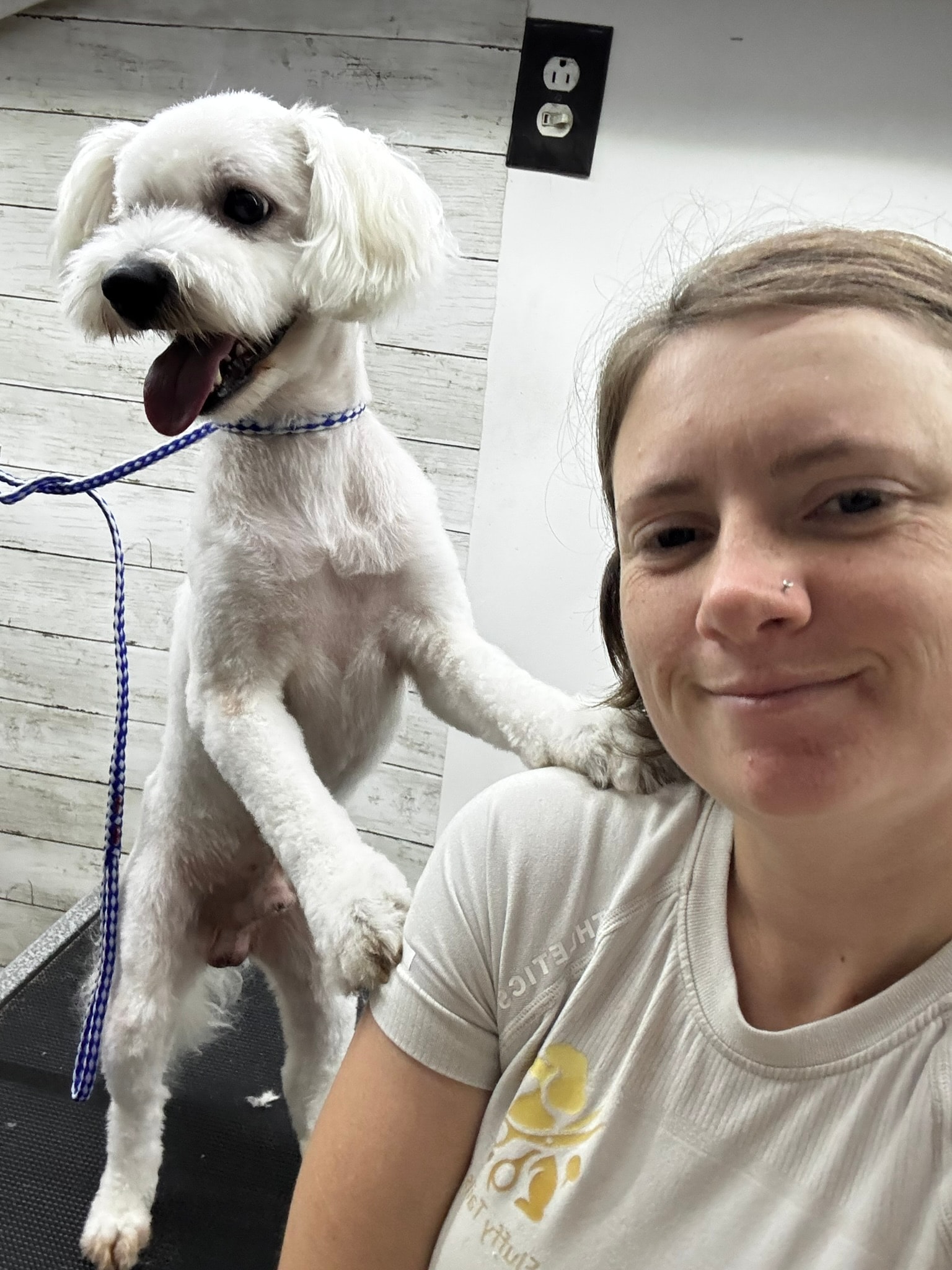 Fluffy white dog after grooming