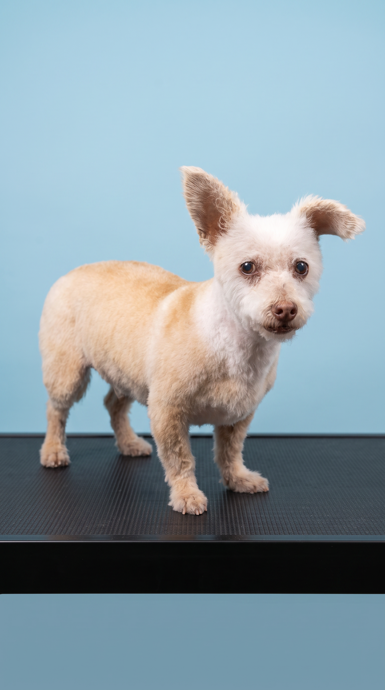 Mix after grooming