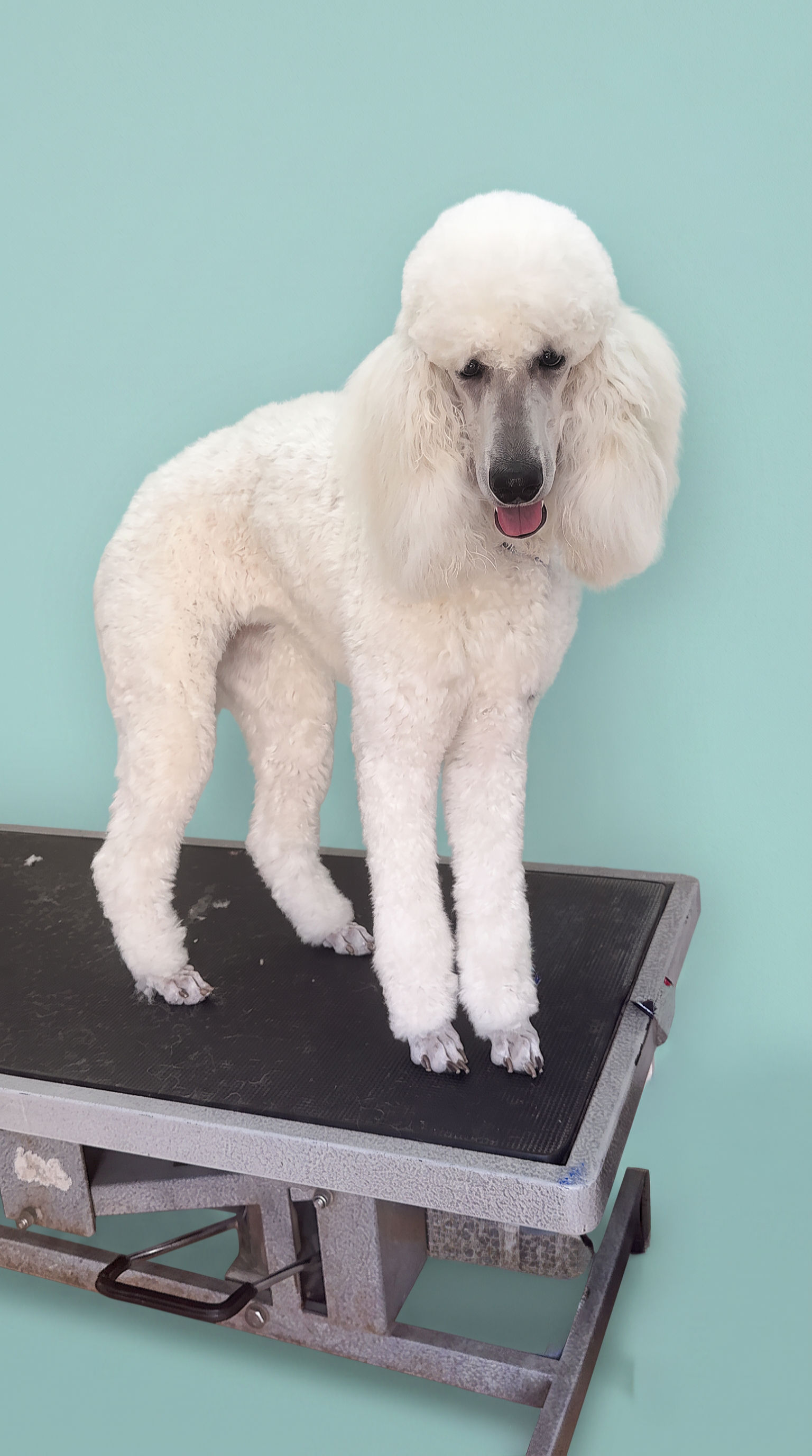 Poodle after grooming