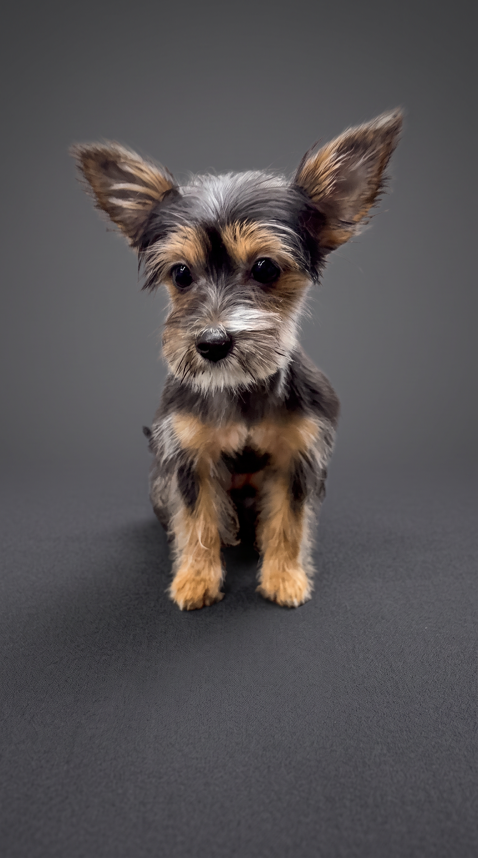 Yorki after grooming
