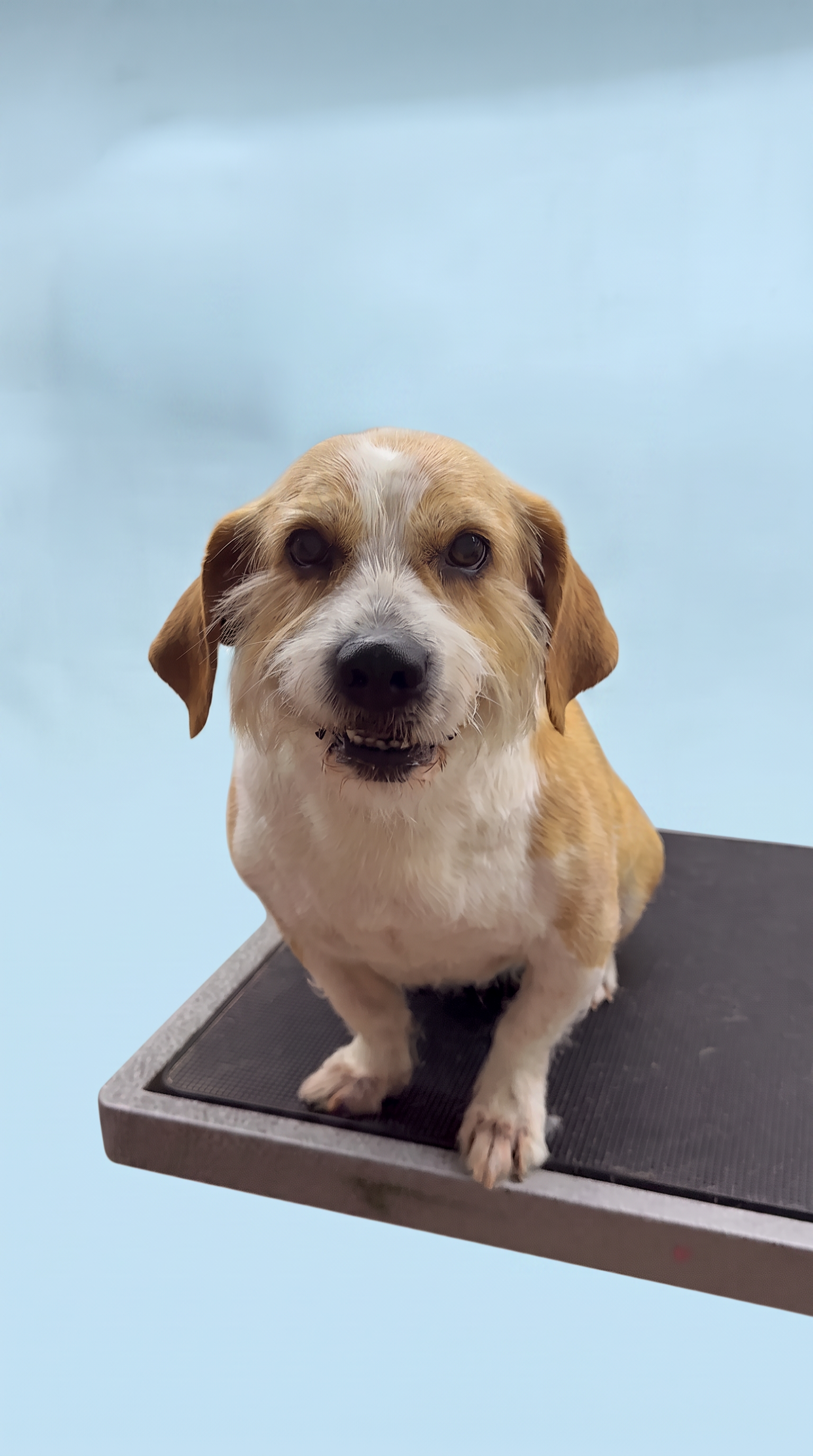 Mix after grooming