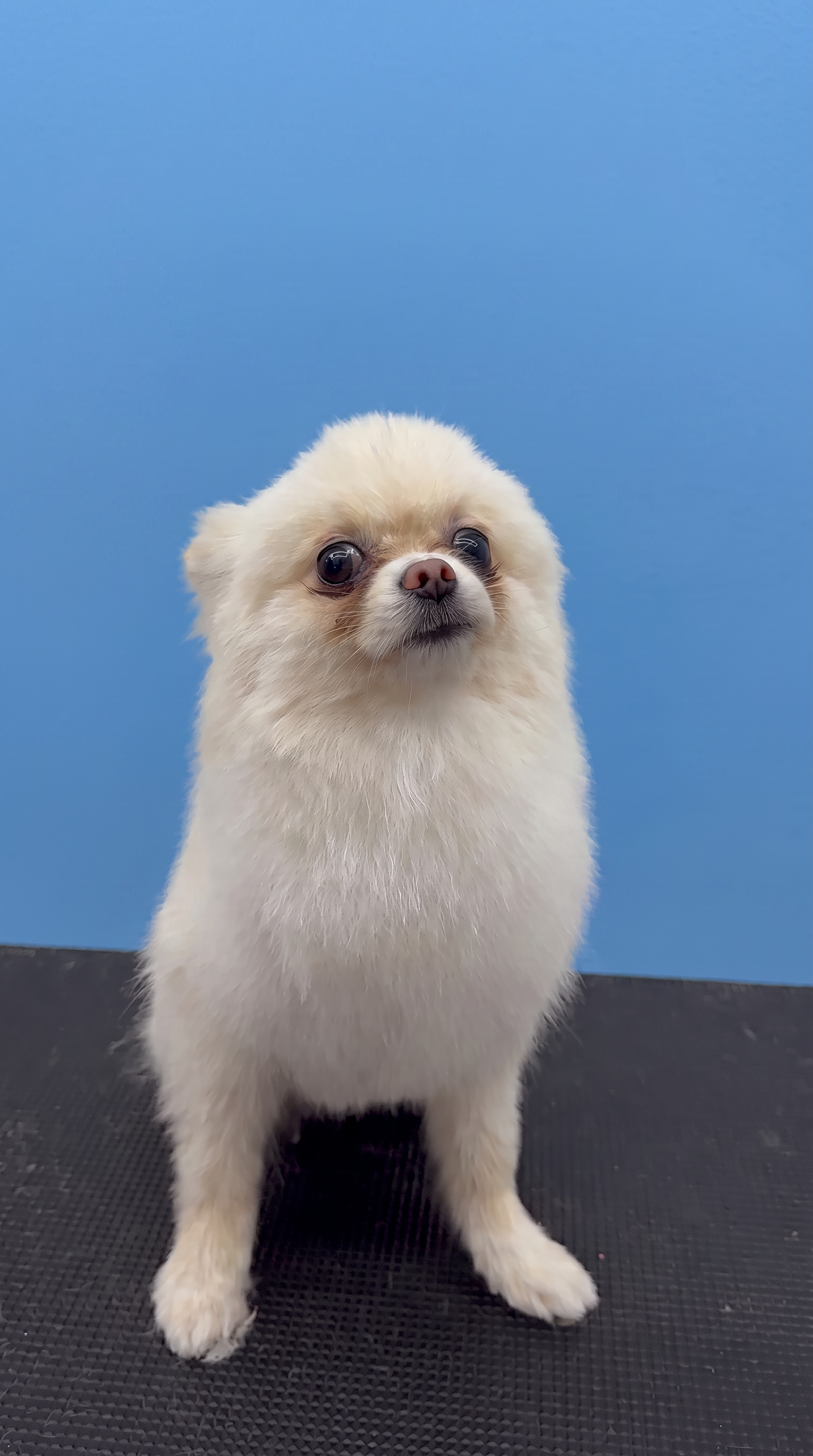 Pomeranian after grooming