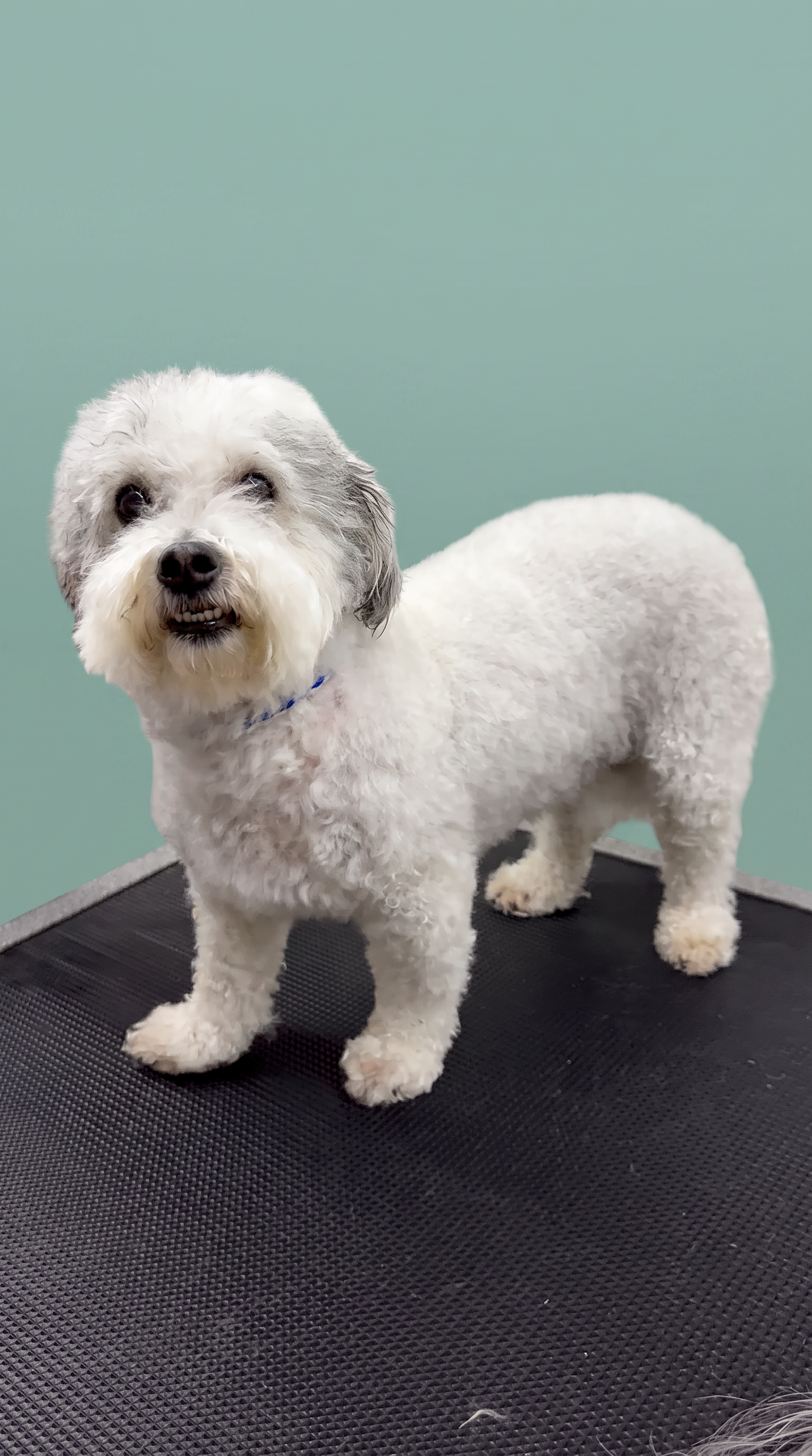 Maltese Mix after grooming