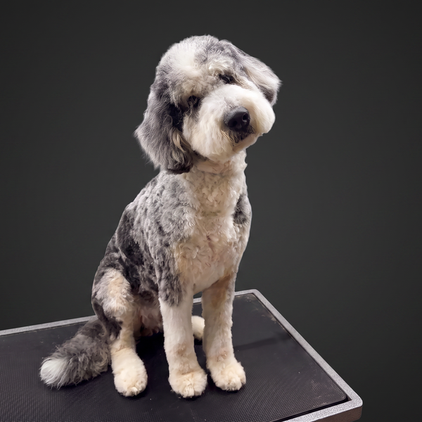 Doodle after grooming
