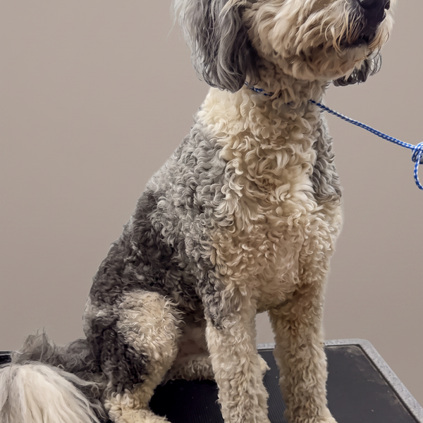 Doodle before grooming