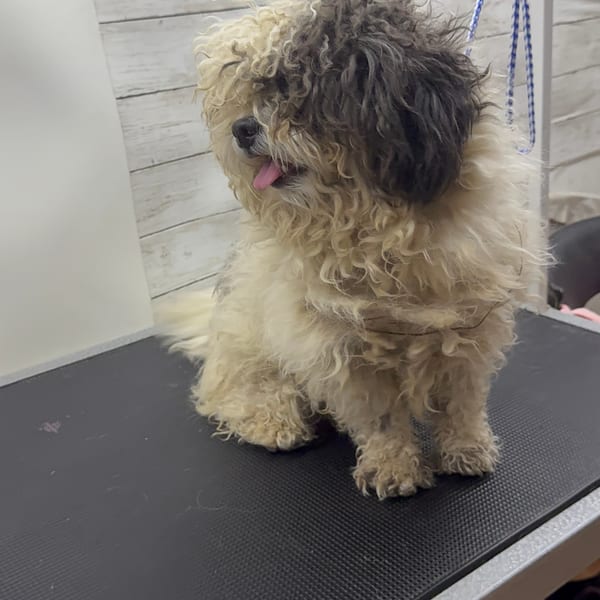 Shih Tzu before grooming