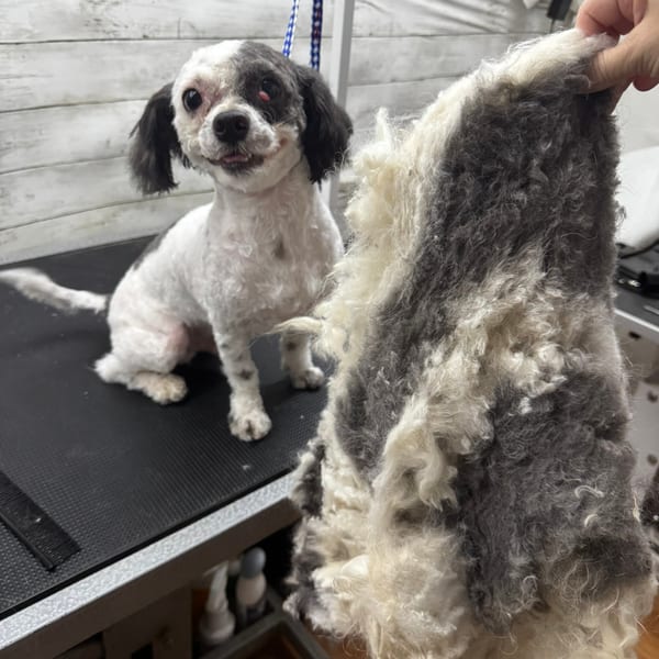Shih Tzu after grooming