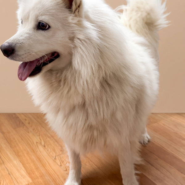 Samoye before grooming