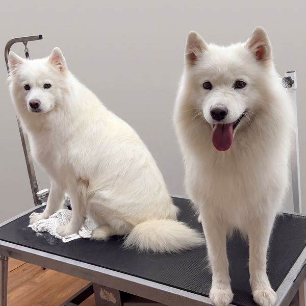 Samoye after grooming