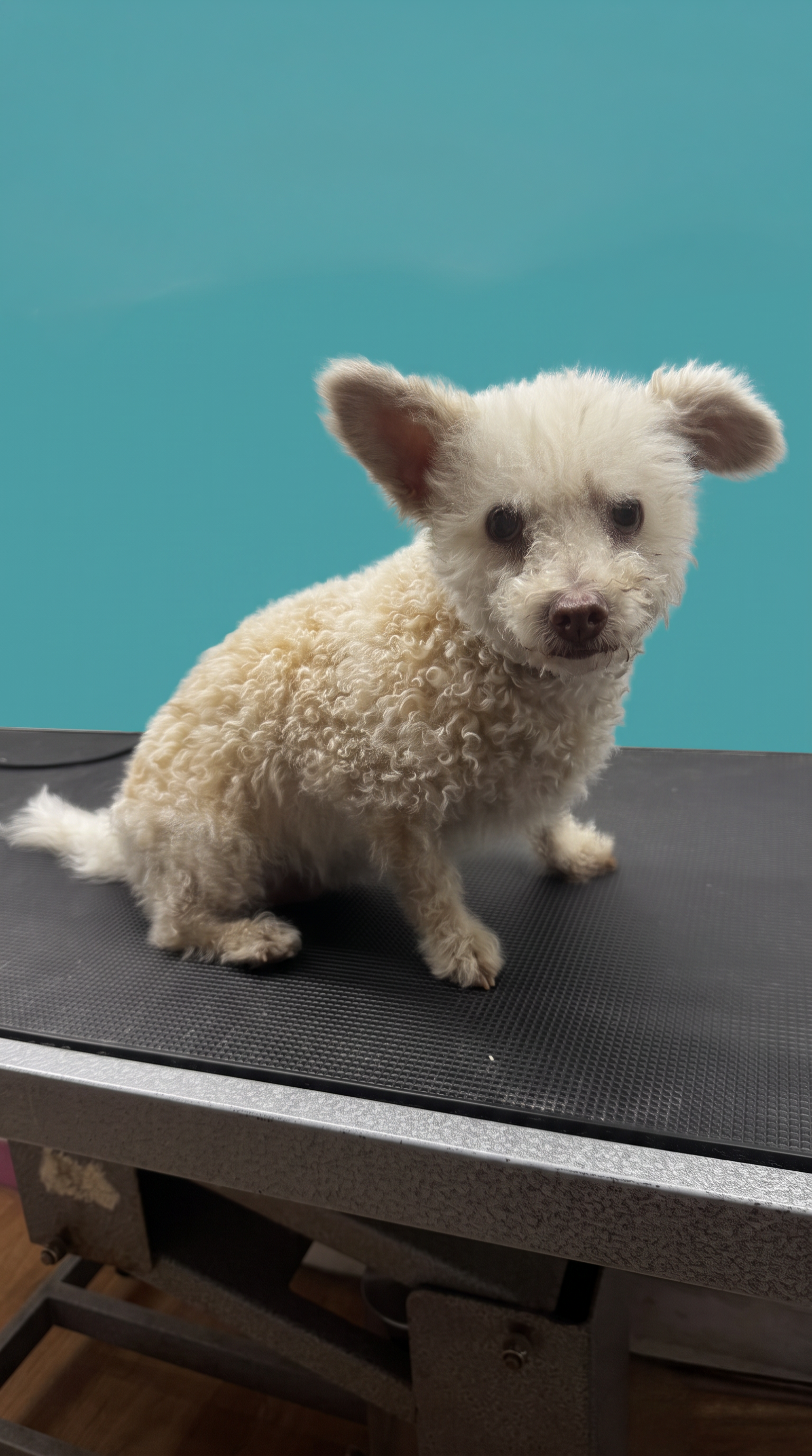 Mix before grooming
