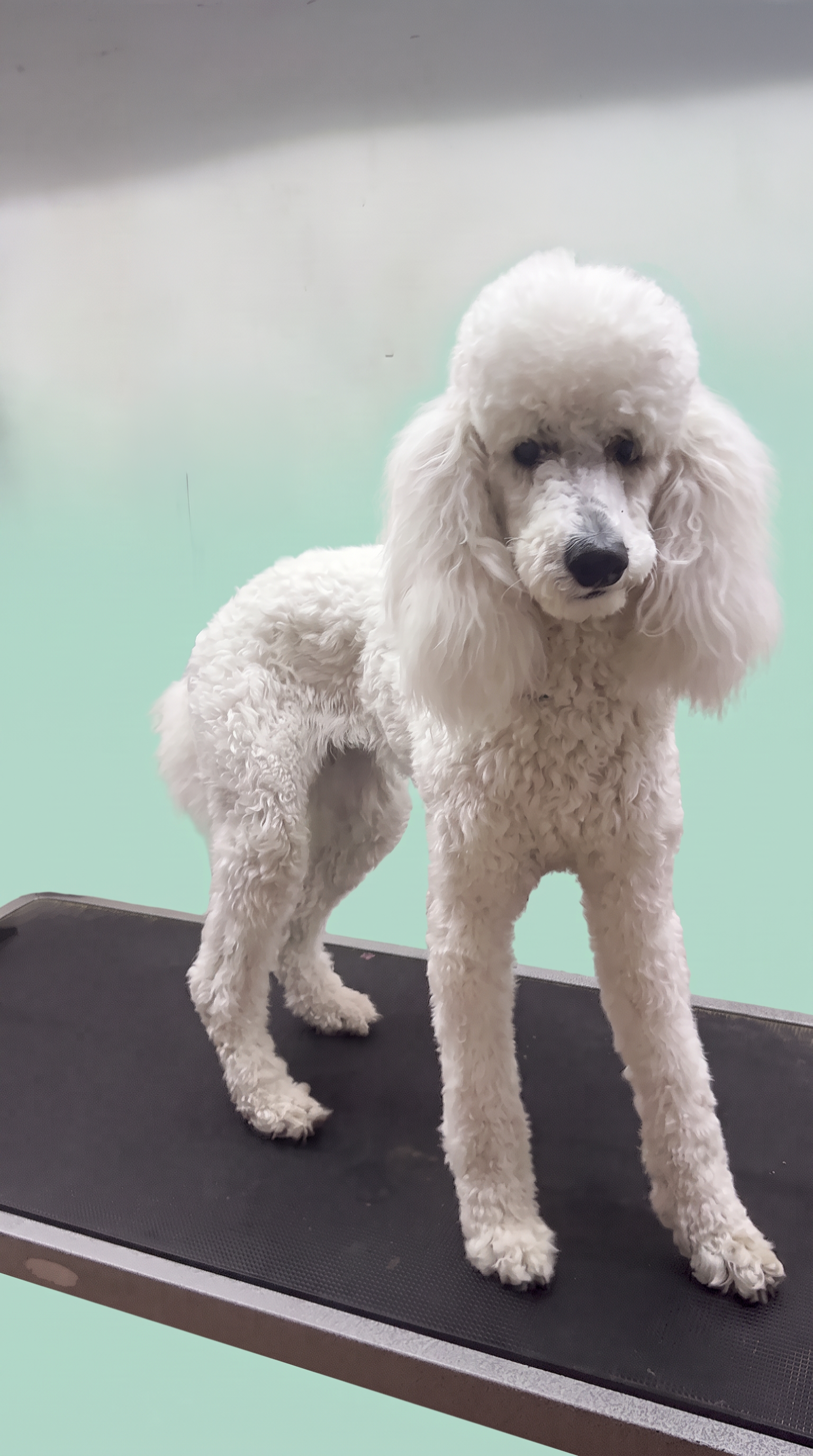 Poodle before grooming