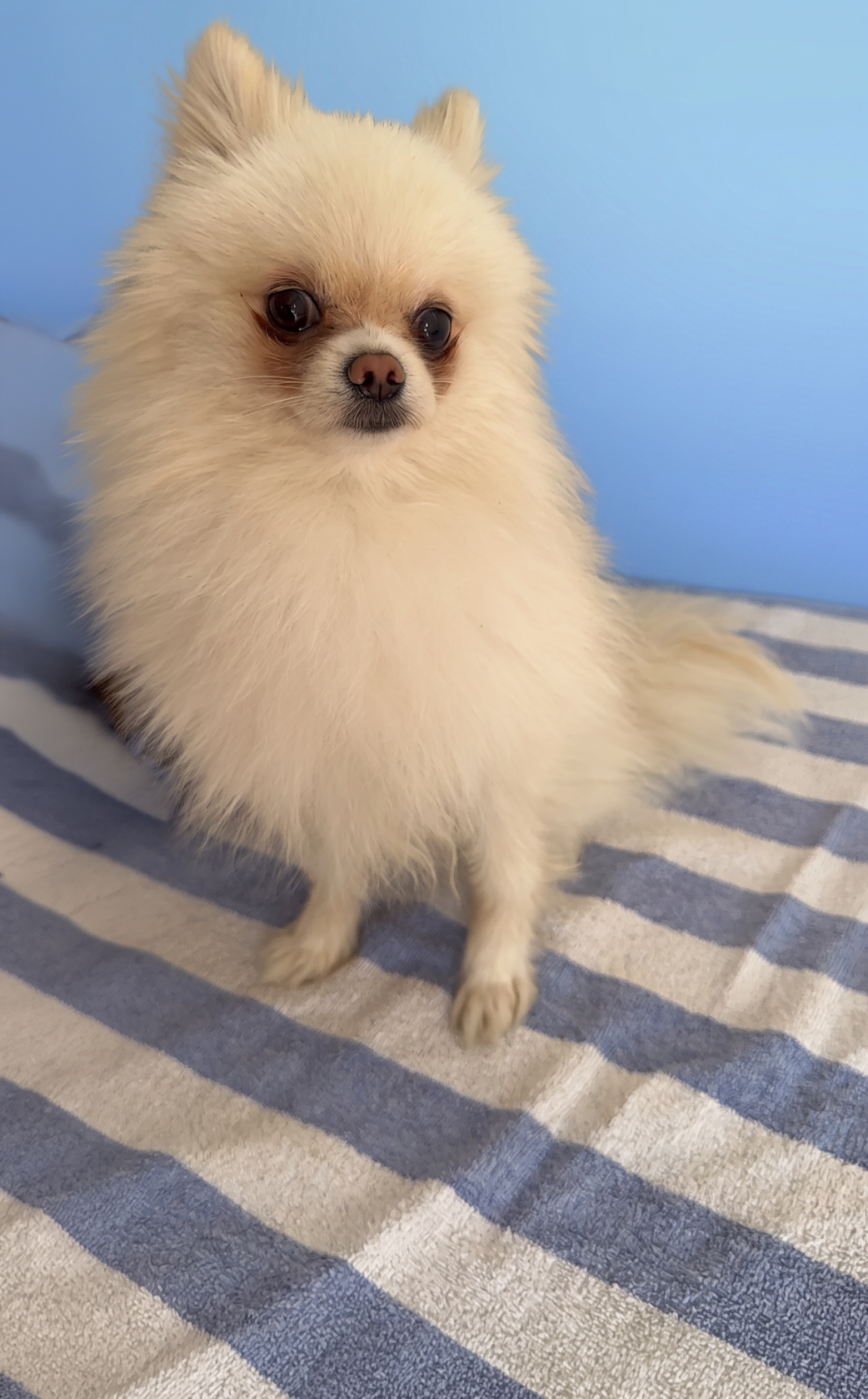 Pomeranian before grooming