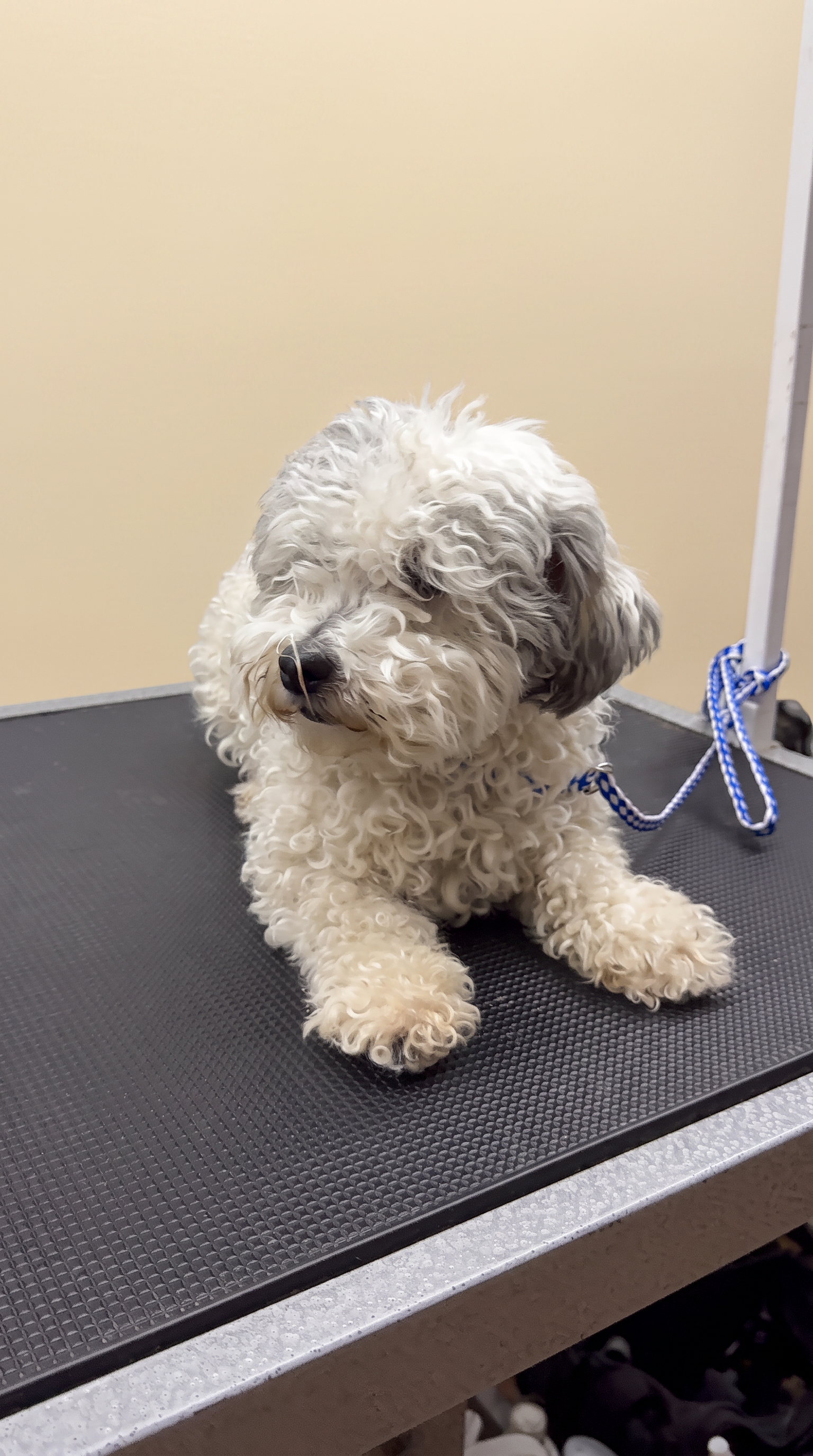 Maltese Mix before grooming