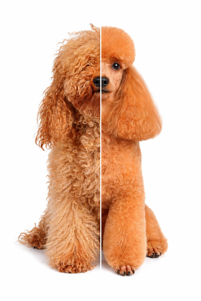 before and after grooming transformation